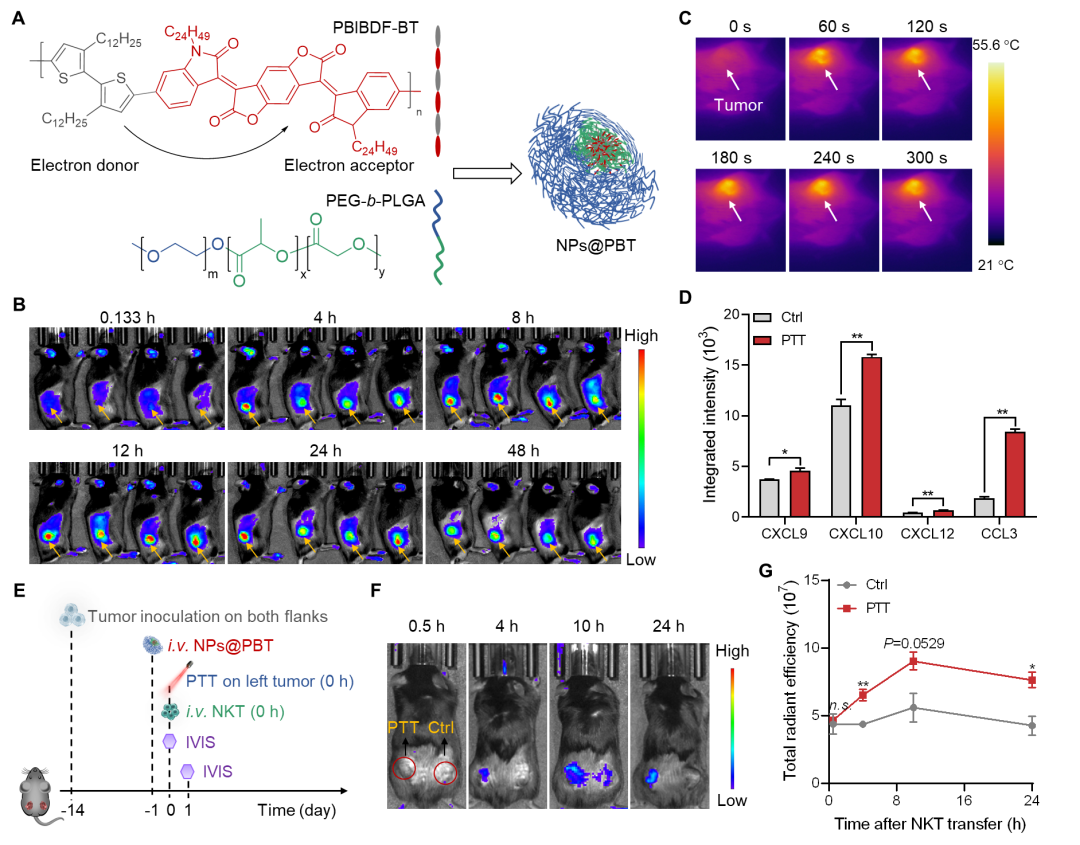 中科大王育才教授/白丽教授合作Nano Letters:高分子材料增强自然杀伤性T细胞的肿瘤治疗效果的图2